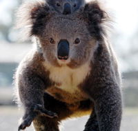 Koalas in Gunnedah - Accommodation Burleigh