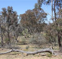 Remembrance Nature Park - Accommodation Burleigh
