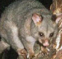 Moondarra State Park - Accommodation Burleigh