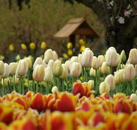 Tulip Top Gardens - Accommodation Burleigh