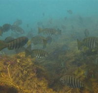 Bunurong Marine and Coastal Park - Accommodation Burleigh