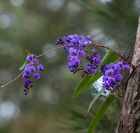 Mann River Nature Reserve - Accommodation Burleigh