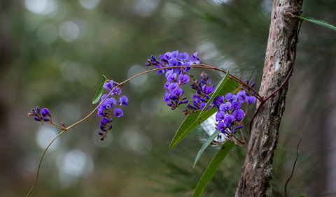 Mann River Nature Reserve - Accommodation Burleigh 0