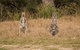 Mann River Nature Reserve - thumb 1