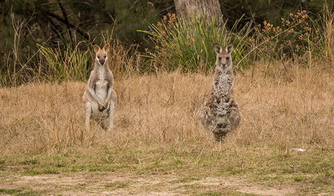 Mann River Nature Reserve - Accommodation Burleigh 1