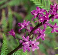 Cassinia walking track - Accommodation Burleigh