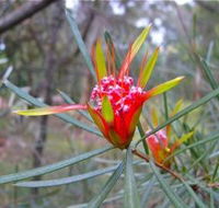 Glenbrook Native Plant Reserve and Nursery - Accommodation Burleigh