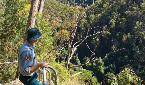 Lyrebird Falls Walking Track - Accommodation Burleigh 1