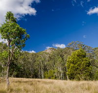 Brush Turkey track - Accommodation Burleigh