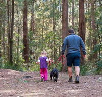 Olney State Forest - Watagan Mountains - Accommodation Burleigh