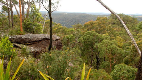 Popran National Park - Accommodation Burleigh 3