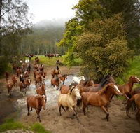 Glenworth Valley Horse Riding - Accommodation Burleigh