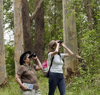 Chichester State Forest - Accommodation Burleigh