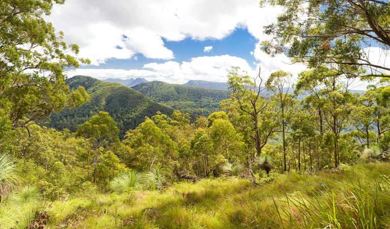 Upper Eden Creek NSW Accommodation Burleigh