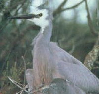 Jack Smith Lake State Game Reserve - Accommodation Burleigh