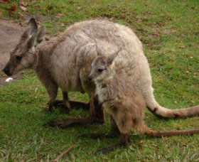 Forest Of Tranquillity - Australian Rainforest Sanctuary - Accommodation Burleigh 1