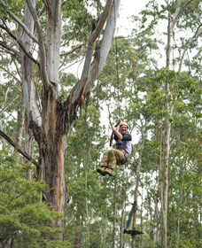 TreeTop Adventure Park Central Coast - Accommodation Burleigh 2