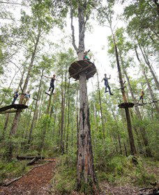 TreeTop Adventure Park Central Coast - Accommodation Burleigh 4