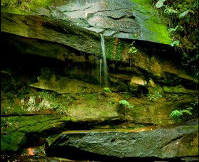 Strickland State Forest - Accommodation Burleigh 0