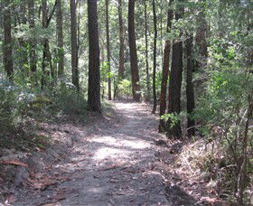 Strickland State Forest - Accommodation Burleigh 2