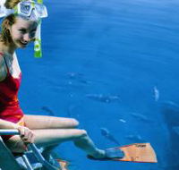 Roy Rufus Artificial Reef Dive Site - Accommodation Burleigh