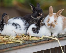 Amazement Farm And Fun Park / Cafe And Farmstay Accommodation - Accommodation Burleigh 2