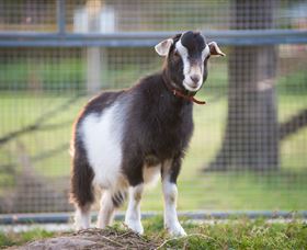Amazement Farm And Fun Park / Cafe And Farmstay Accommodation - Accommodation Burleigh 3