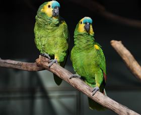 Amazement Farm And Fun Park / Cafe And Farmstay Accommodation - Accommodation Burleigh 7