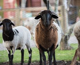 Amazement Farm And Fun Park / Cafe And Farmstay Accommodation - Accommodation Burleigh 4