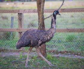 Amazement Farm And Fun Park / Cafe And Farmstay Accommodation - Accommodation Burleigh 6