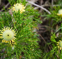 Illawarra lookout walking track - Accommodation Burleigh