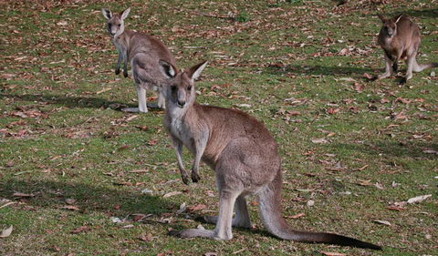 Lake Macquarie State Conservation Area - Accommodation Burleigh 1