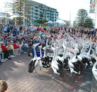 Pelican Feeding - Accommodation Burleigh