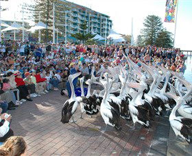 Pelican Feeding - Accommodation Burleigh 0