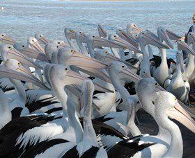 Pelican Feeding - Accommodation Burleigh 2