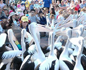 Pelican Feeding - Accommodation Burleigh 1