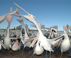 Pelican Feeding - Accommodation Burleigh 3