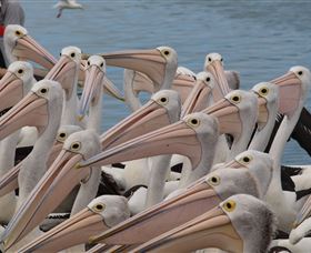 Pelican Feeding - Accommodation Burleigh 4