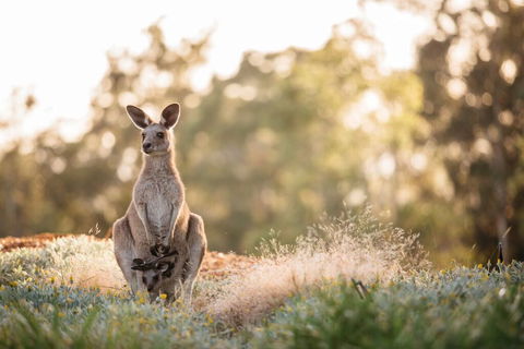 Golden Door Elysia Health Retreat And Spa - Accommodation Burleigh 4