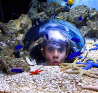Sea Life Sunshine Coast - Accommodation Burleigh