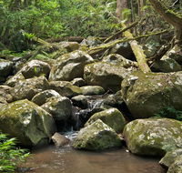 Booyong walking track - Accommodation Burleigh