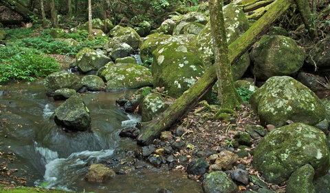 Booyong Walking Track - Accommodation Burleigh 2