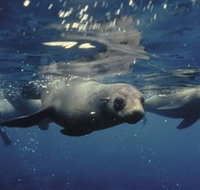 Wilsons Promontory Marine National Park - Accommodation Burleigh