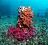 HMAS Brisbane Dive Site - Accommodation Burleigh