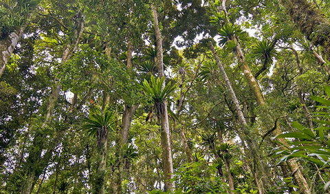 Red Cedar Loop - Accommodation Burleigh 2