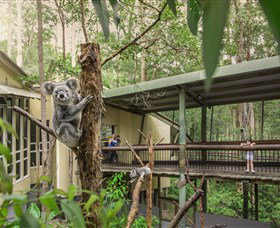 Daisy Hill Koala Centre - Accommodation Burleigh 0