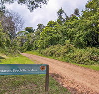 Antarctic Beech picnic area - Accommodation Burleigh