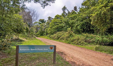 Antarctic Beech Picnic Area - Accommodation Burleigh 0
