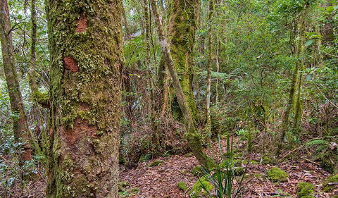 Falcorostrum Loop Walking Track - Accommodation Burleigh 2