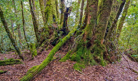 Falcorostrum Loop Walking Track - Accommodation Burleigh 3